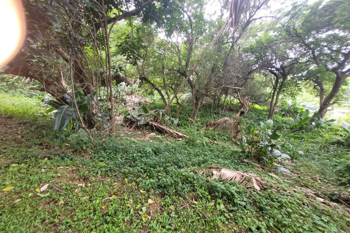 A view of a densely vegetated, undeveloped residential plot featuring mature trees and natural ground cover.