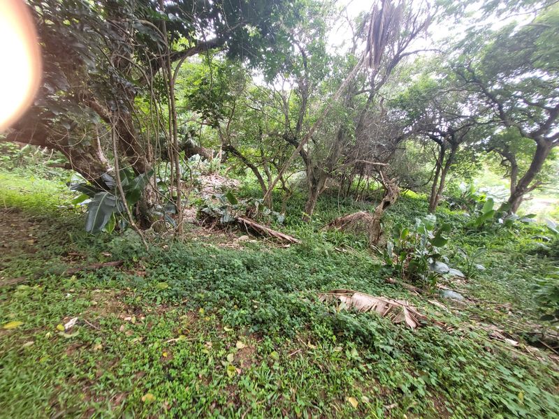 A view of a densely vegetated, undeveloped residential plot featuring mature trees and natural ground cover.