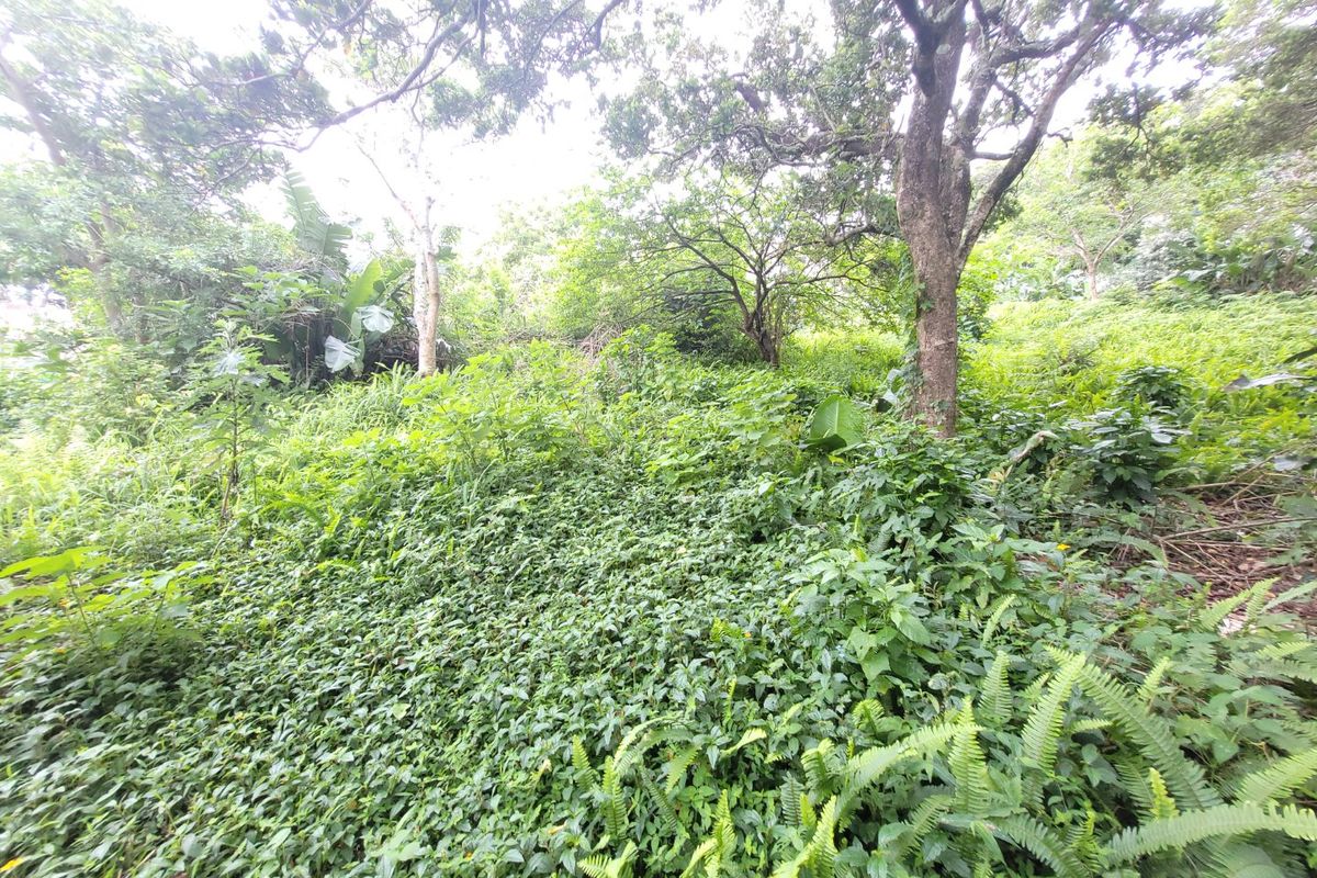 A view of a densely vegetated residential plot featuring mature trees and natural ground cover.