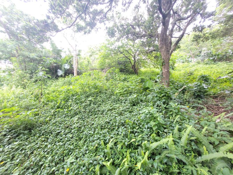 A view of a densely vegetated residential plot featuring mature trees and natural ground cover.