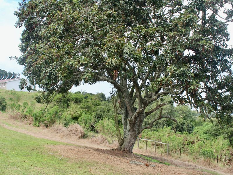 A view of the expansive farm grounds featuring a large mature tree and natural landscape with the main dwelling visible in the distance.