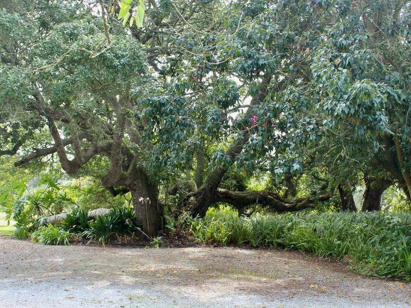 A serene garden area featuring mature trees and established landscaping bordering a gravel driveway on the farm property.