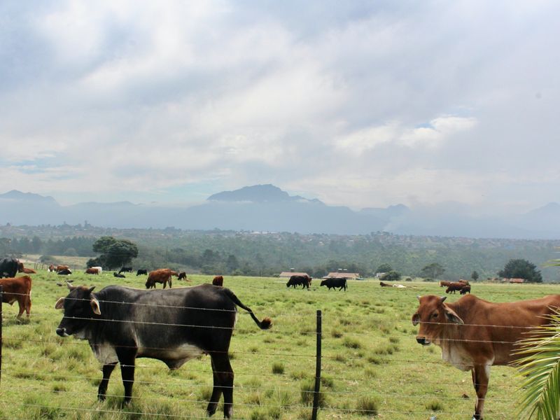 Expansive farm landscape featuring grazing cattle, wire fencing, and scenic mountain views in the distance.