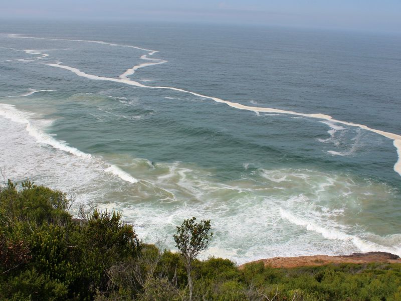 A scenic elevated view overlooking the ocean coastline with natural vegetation in the foreground.