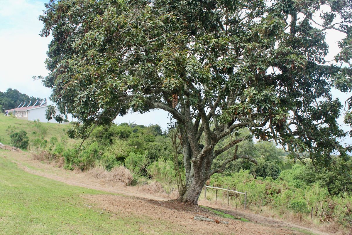 99 HECTARES LIFESTYLE FARM 15 MIN DRIVE from GEORGE IDENTIFIED as a “SPECIAL INVESTMENT AREA” - Photo 4