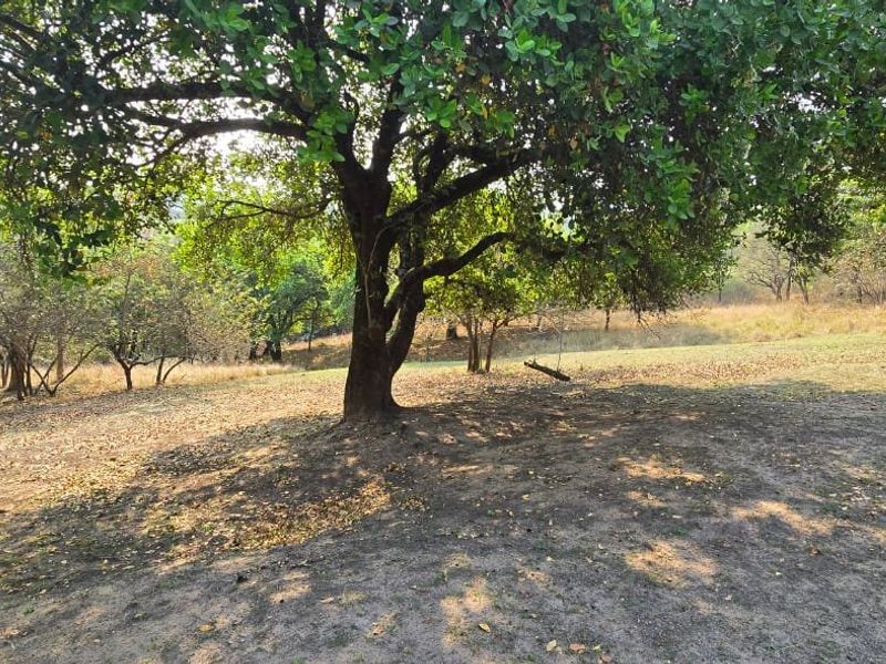 Stunning Family Hollywood Home On The Dam Off Grid - Photo 10