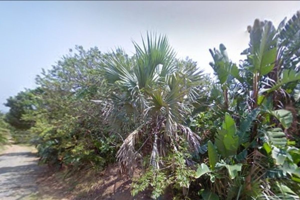 A view of an unpaved access road bordered by dense, established indigenous vegetation on a vacant residential plot.
