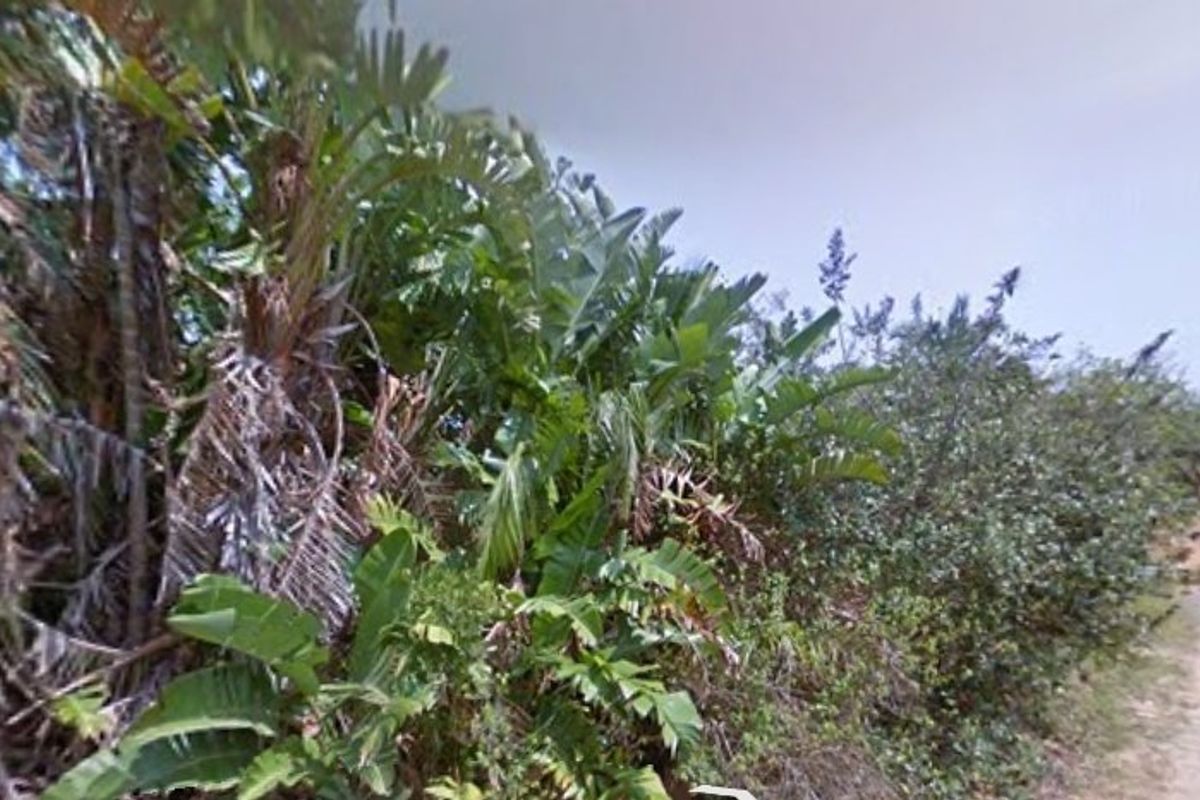 A view of an unpaved access road bordered by dense, overgrown vegetation on a vacant residential plot.