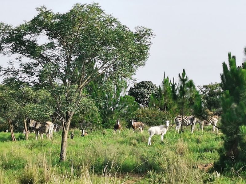 BUY THE BUILDING PACKAGE  WITH APPROVED PLANS R4850K  - Photo 9