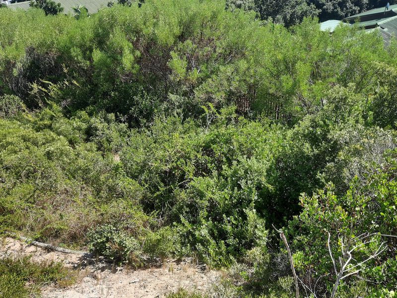 Lush well sized stand close to beaches and the village. - Photo 4