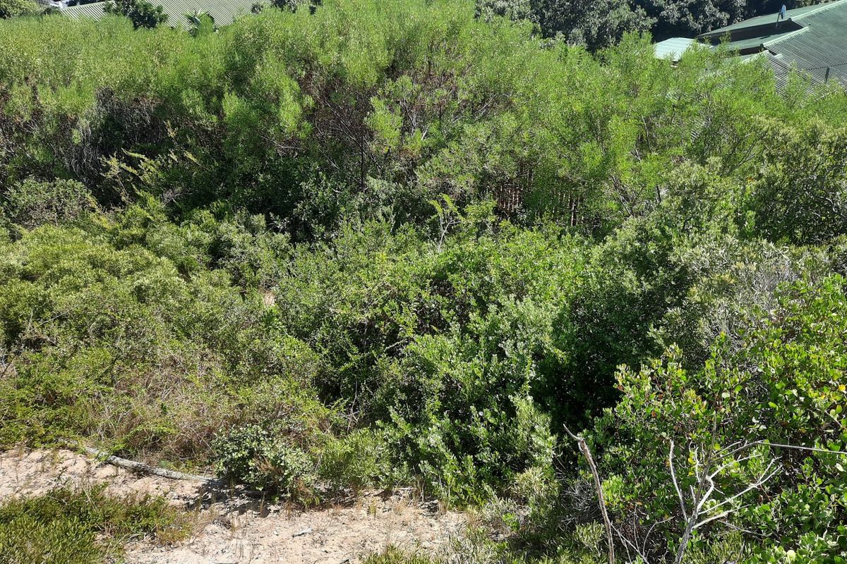 A view of a densely vegetated residential plot featuring established native shrubbery and trees.