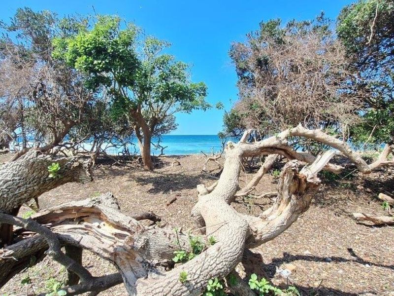 A scenic view of the ocean framed by coastal trees and natural vegetation.