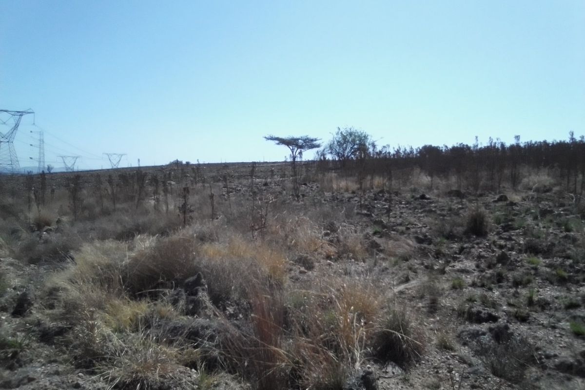 12 HECTARES VACANT LAND FOR RENTAL - Photo 3