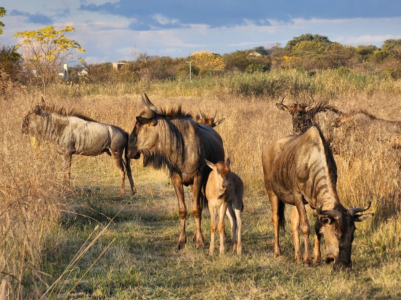 Development in La Camargue Private Country Estate - Photo 9