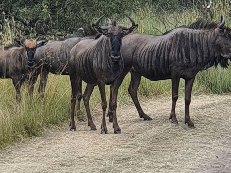 Development in La Camargue Private Country Estate - Photo 7