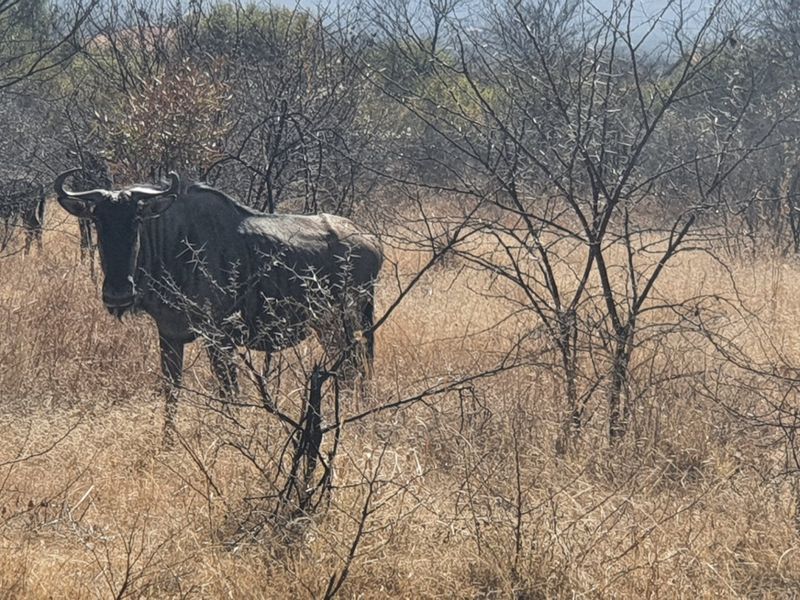 No transfer duties - Purchase direct from La Camargue Country Private Estate - Photo 10