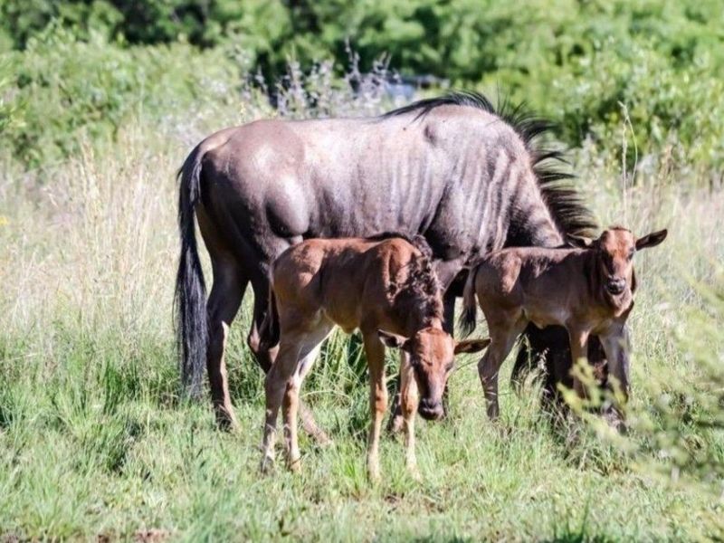 Magnificent Property in a Wilflife Estate! - Photo 9