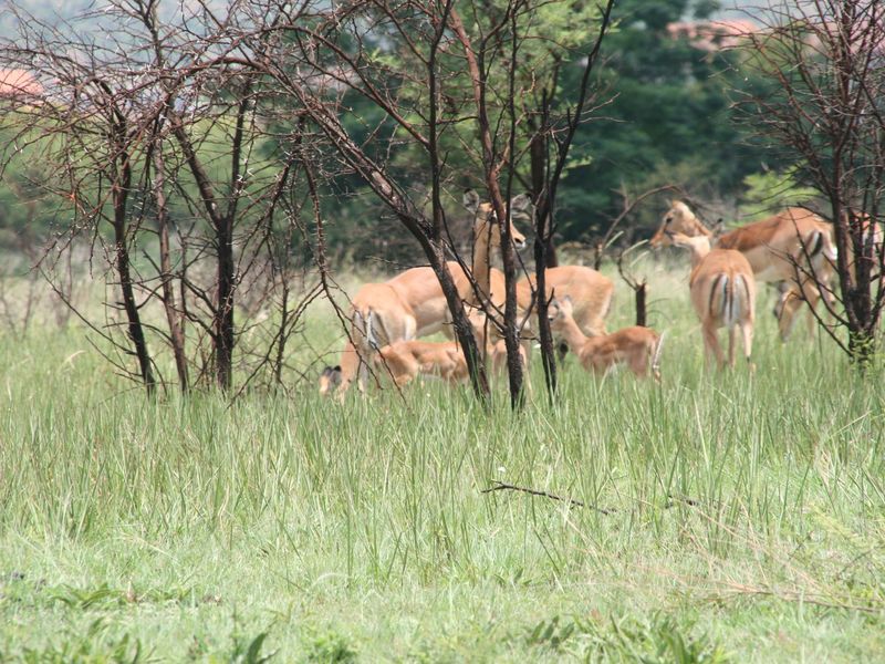 Exceptional land opportunity in a Private Country Estate. - Photo 6