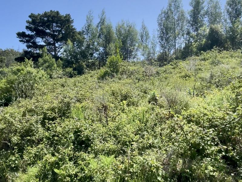 Exceptional Mixed-Use Development Opportunity on Prime Corner Stand in Knysna - Photo 8