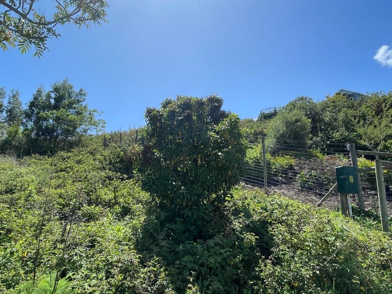 Exceptional Mixed-Use Development Opportunity on Prime Corner Stand in Knysna - Photo 4