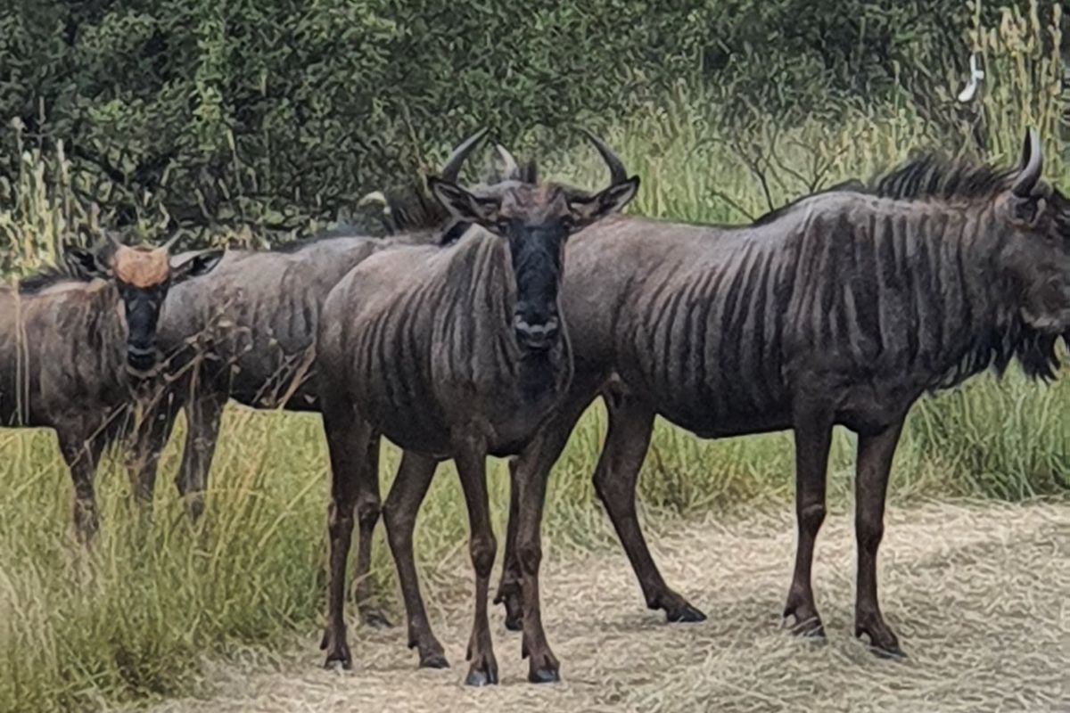 Vacant Land in La Camargue Estate with Security - Photo 3