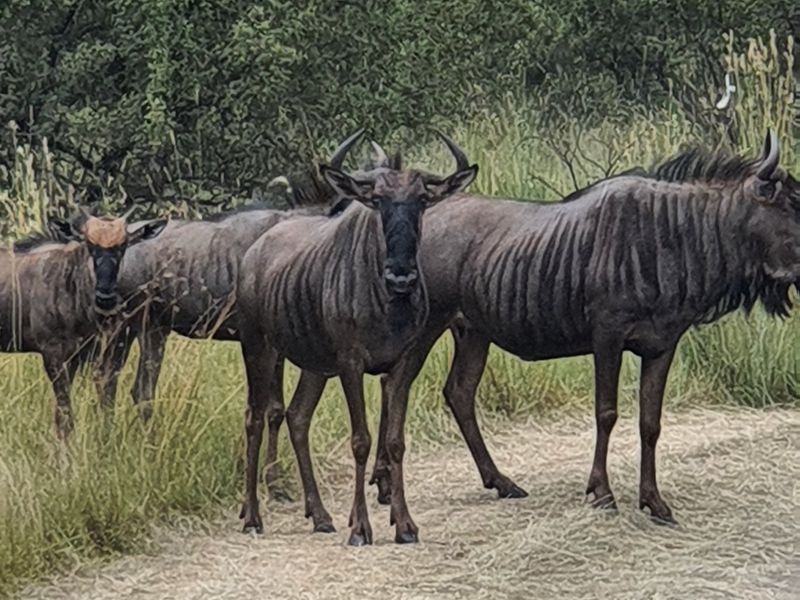 Vacant Land in La Camargue Estate with Security - Photo 3