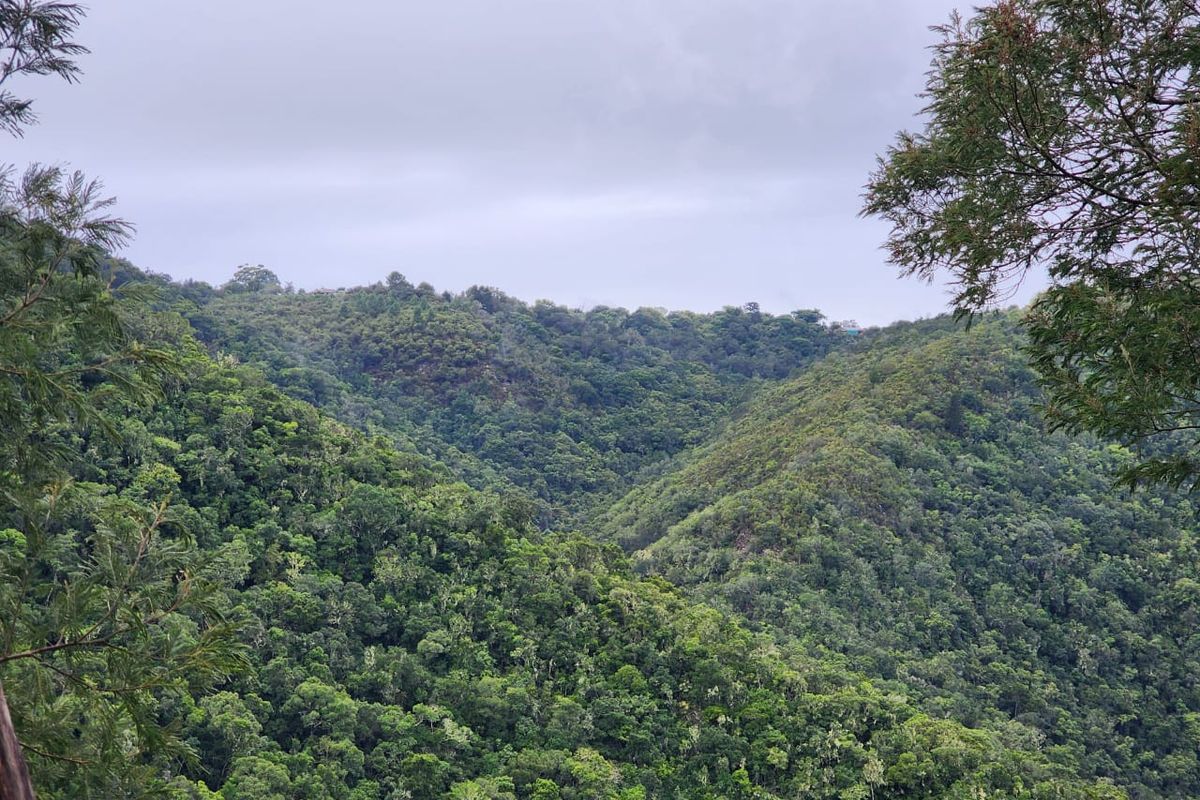 A scenic view of a lush, forested valley landscape.