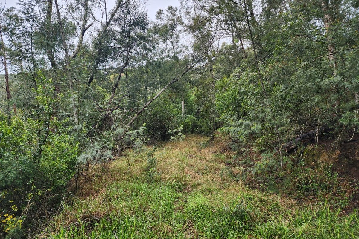 A view of the natural, undeveloped residential land featuring dense native vegetation and mature trees.