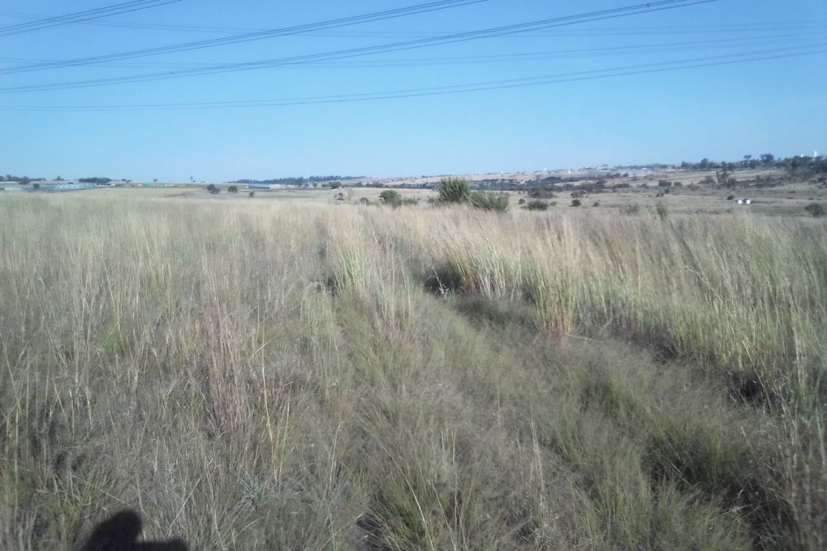 40 HECTARES AGRICULTURE FARMING LAND FOR RENTAL - Photo 4