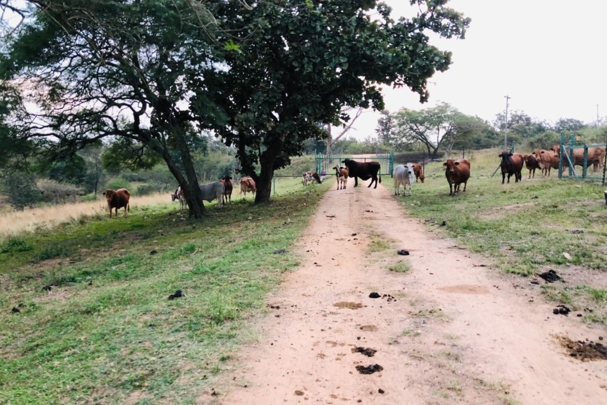 26Ha For Sale with 4 Income Earning Rentals Borehole Water - Photo 5