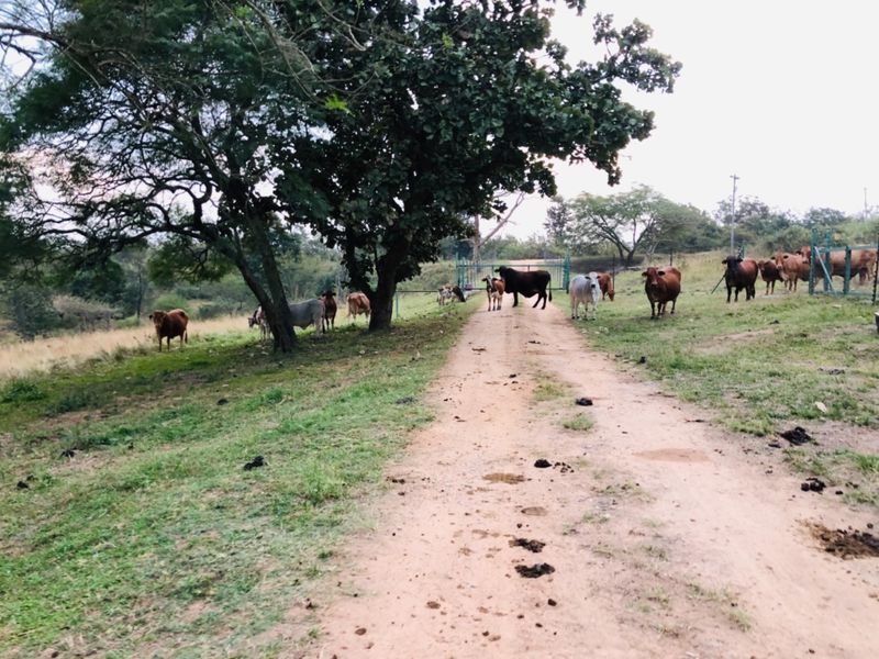 26Ha For Sale with 4 Income Earning Rentals Borehole Water - Photo 5