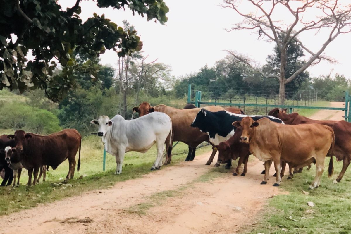 26Ha For Sale with 4 Income Earning Rentals Borehole Water - Photo 2