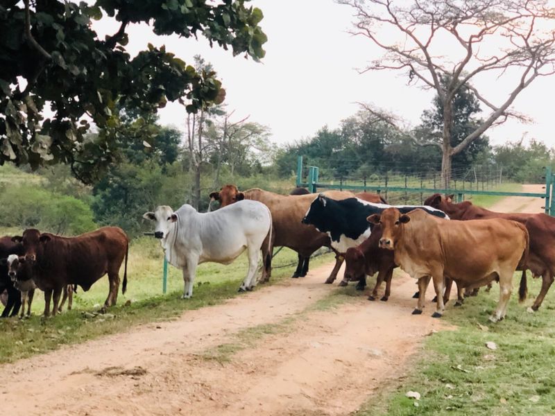 26Ha For Sale with 4 Income Earning Rentals Borehole Water - Photo 2