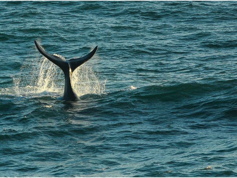 Exclusive Clifftop Haven in Southern Right Estate, Brenton-on-Sea - Photo 9