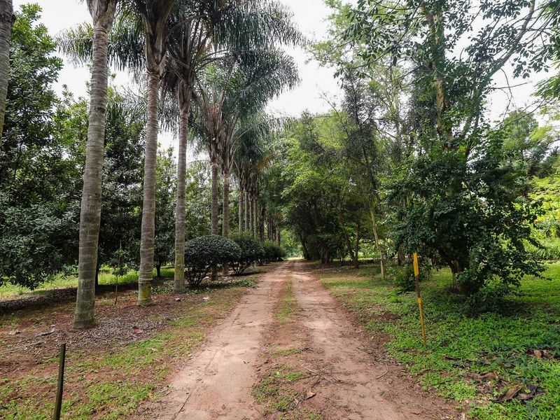 Wow Lush Gardens, Old Houses, Centrally Located, Mac Trees, Income Earning  - Photo 6