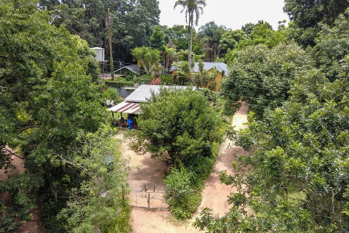 Wow Lush Gardens, Old Houses, Centrally Located, Mac Trees, Income Earning  - Photo 5