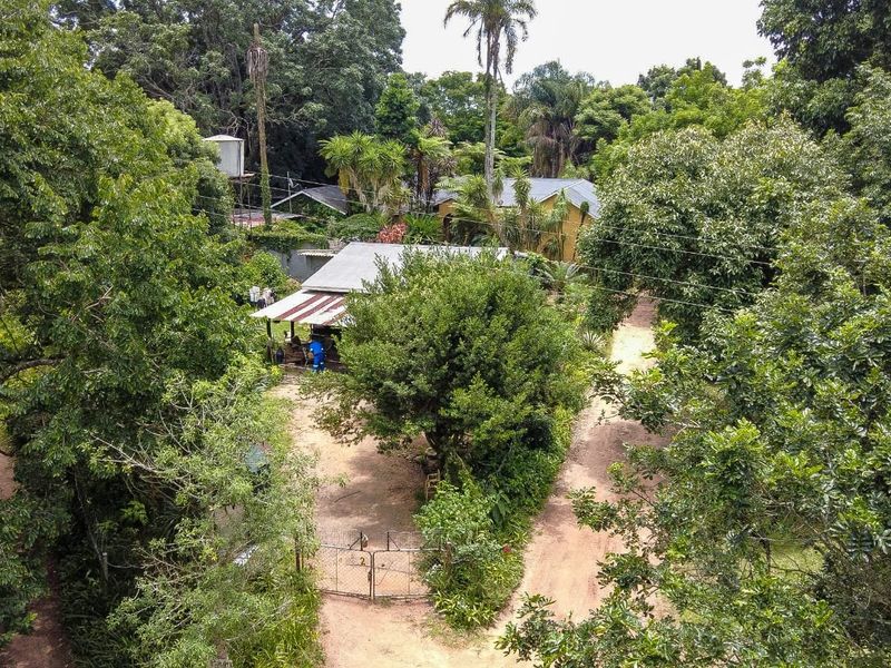 Wow Lush Gardens, Old Houses, Centrally Located, Mac Trees, Income Earning  - Photo 5