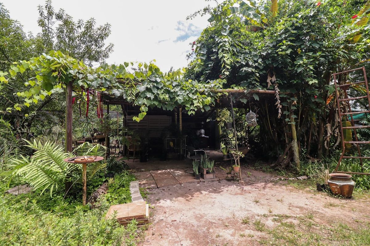 Wow Lush Gardens, Old Houses, Centrally Located, Mac Trees, Income Earning  - Photo 4