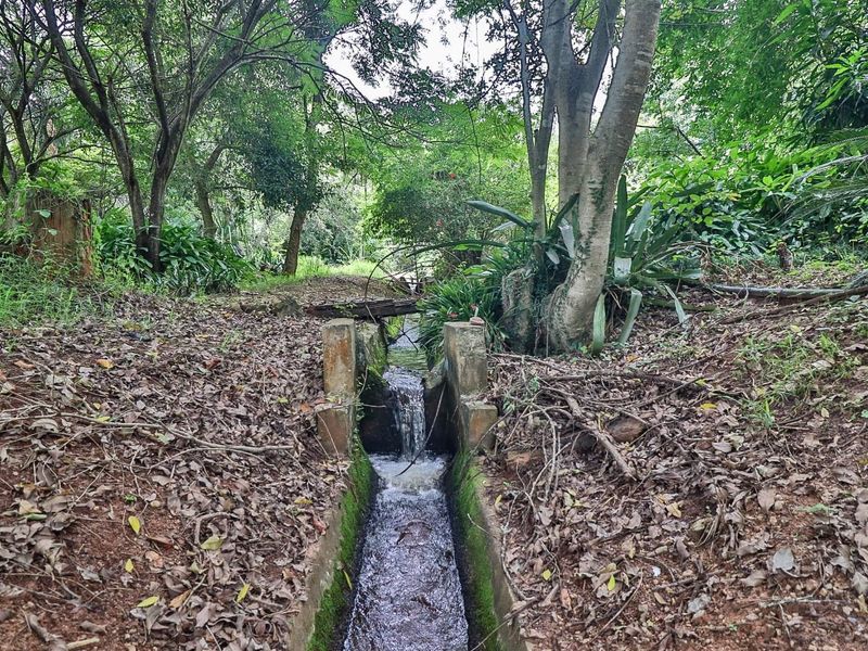 Wow Lush Gardens, Old Houses, Centrally Located, Mac Trees, Income Earning  - Photo 7