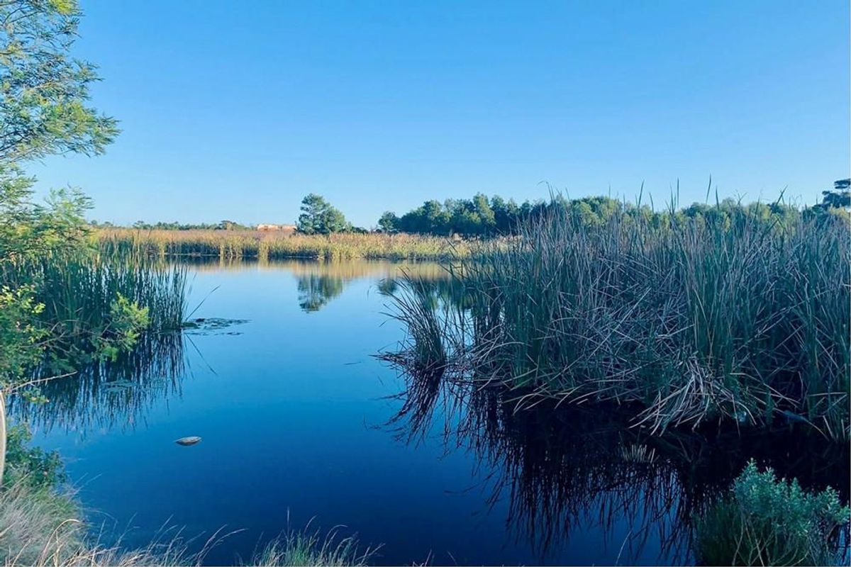 A scenic view of a natural pond surrounded by native wetland vegetation, highlighting the tranquil landscape of the vacant residential land.