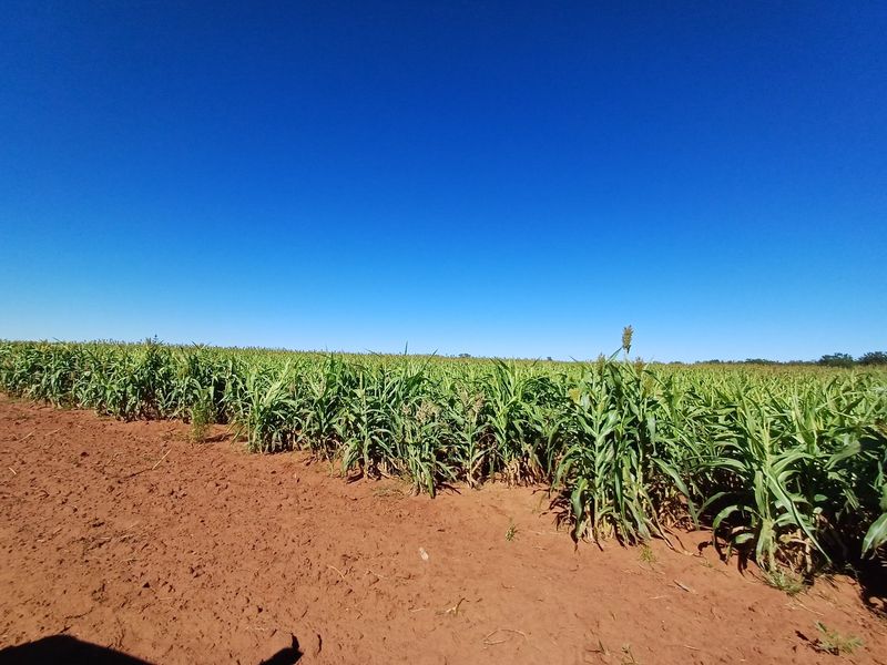 Exceptional Mixed Farming Opportunity in Klerksdorp Rural – 2 Farms in 1 - Photo 8