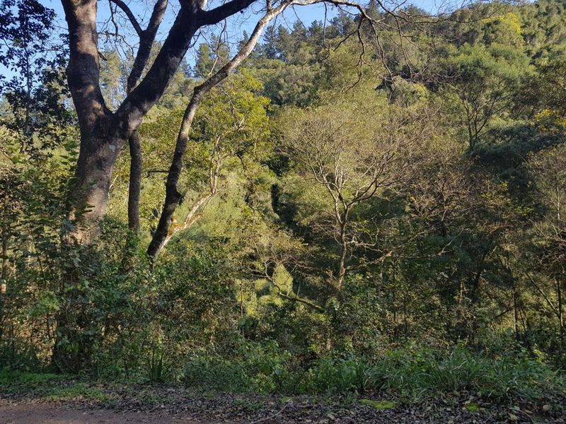 Indigenous forest with views. - Photo 8