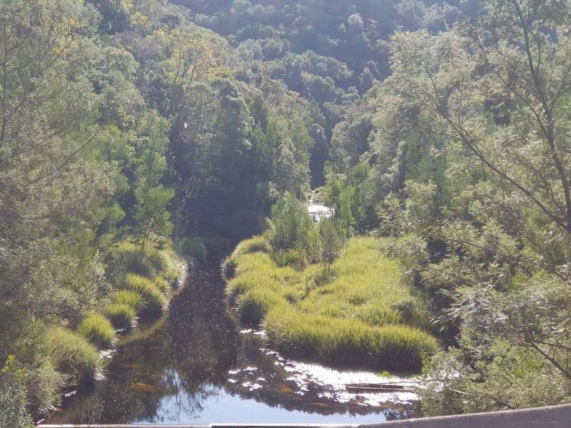 Indigenous forest with views. - Photo 10
