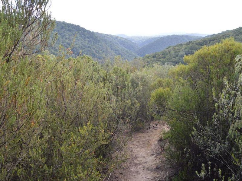 Indigenous forest with views. - Photo 7