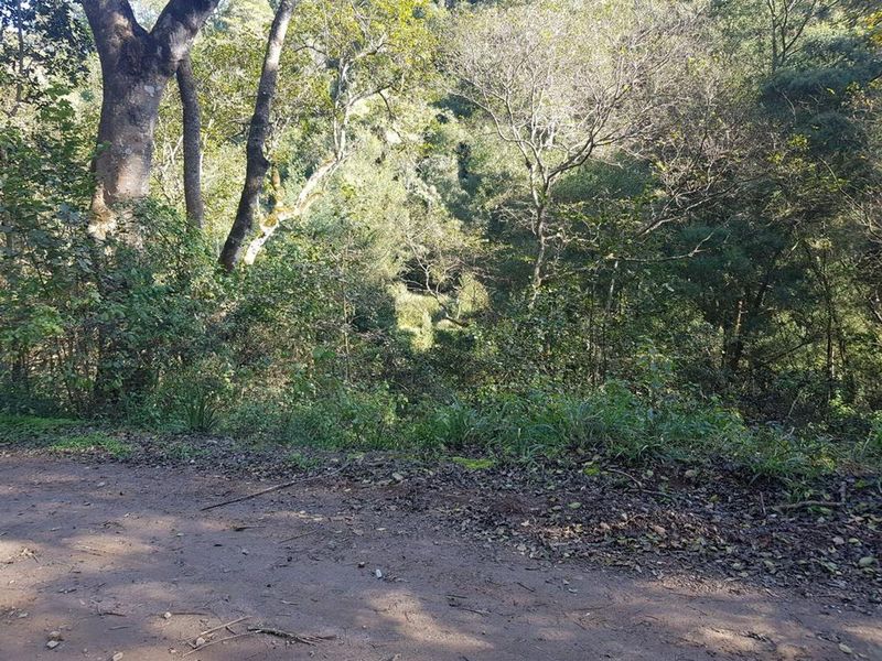 Indigenous forest with views. - Photo 9