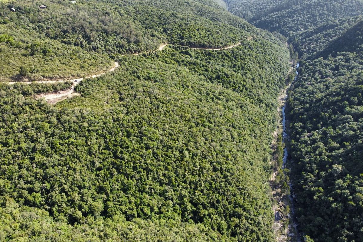 Indigenous forest with views. - Photo 3