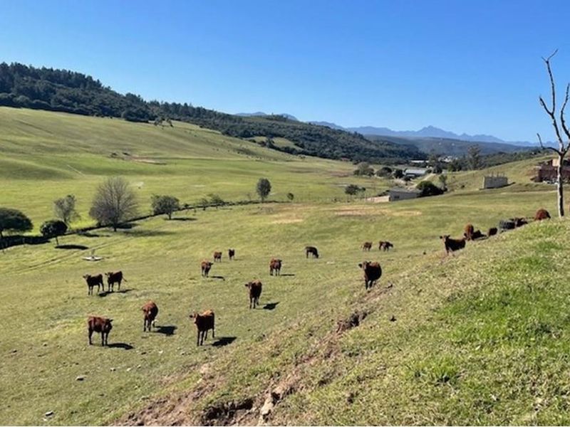 Farmland with potential in Plettenberg Bay - Photo 7