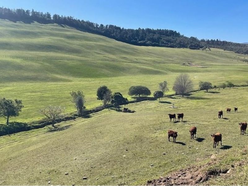 Farmland with potential in Plettenberg Bay - Photo 6