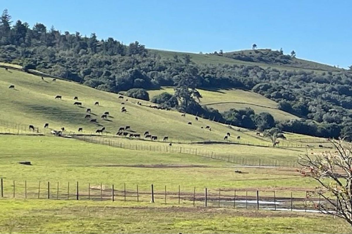 Farmland with potential in Plettenberg Bay - Photo 5