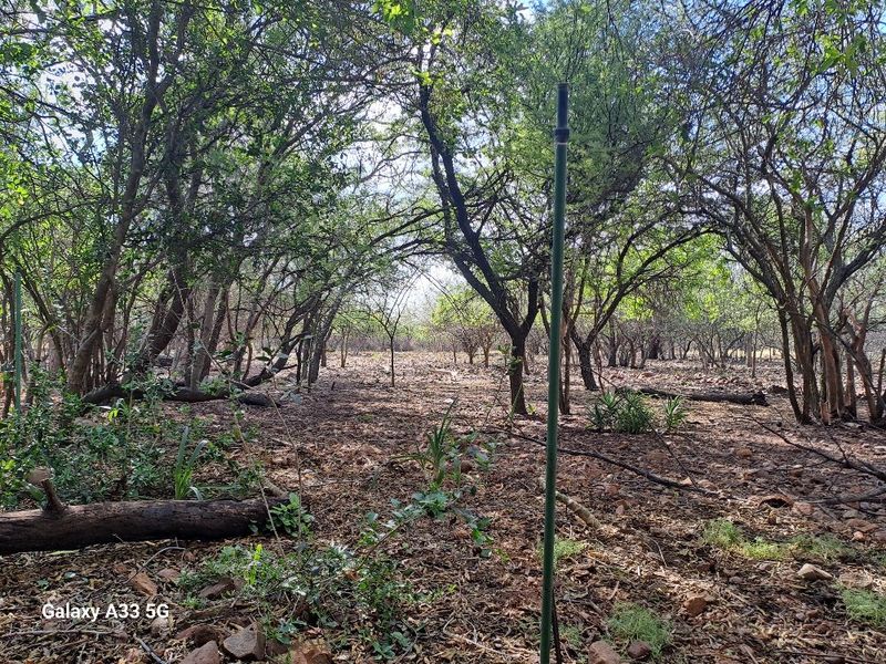 Big family home small holding on offer in Burkea park Pebble Rock Bushveld Golf Estate - Photo 7